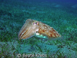 Cuttlefish taken in Abu Dabab, with Canon S70 by Beate Krebs 